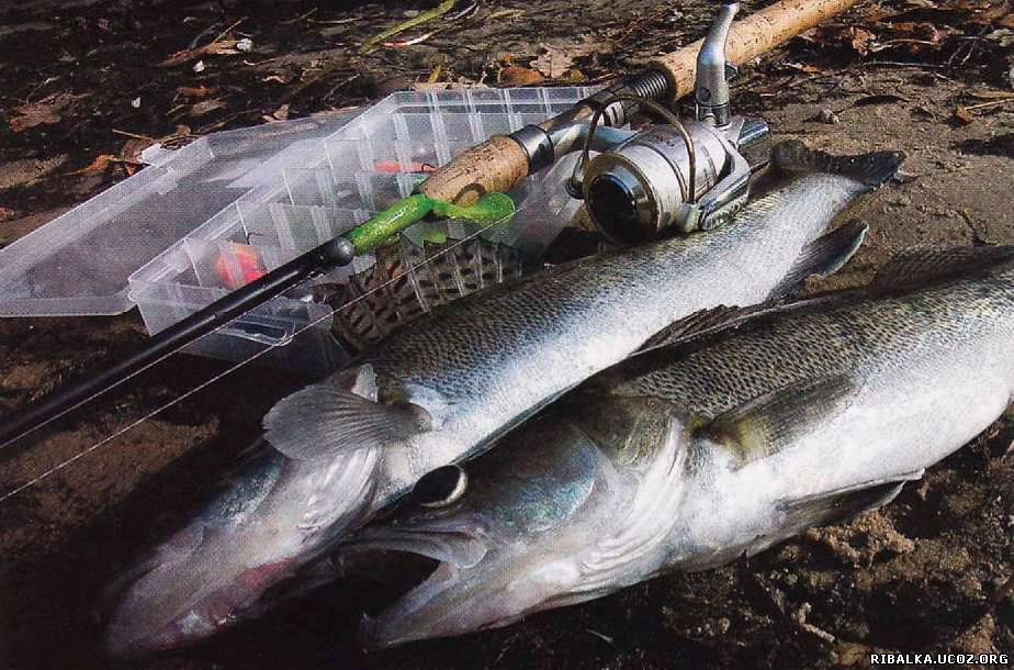На користь джиггинга говорять результати рибалок, особливо при лові судака