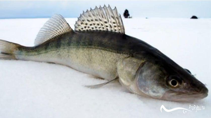 Зимова риболовля на судака, як правило, здійснюється на блешню, балансир, тюльку та жерлиці