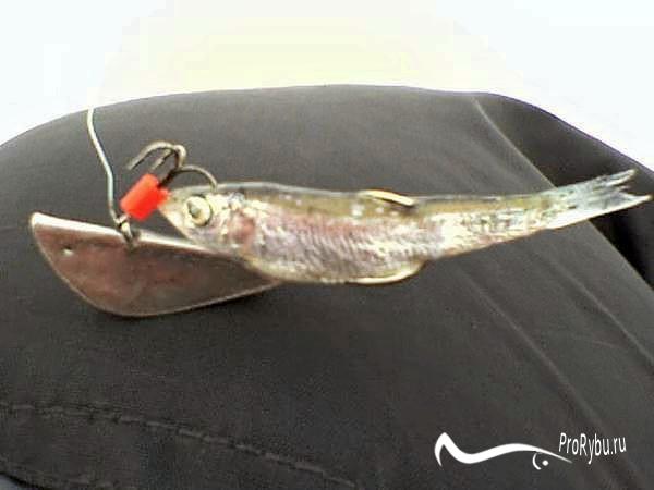 При лові судака за допомогою такої приманки на риболовлю зазвичай досить двадцять-двадцять п'ять тюльок