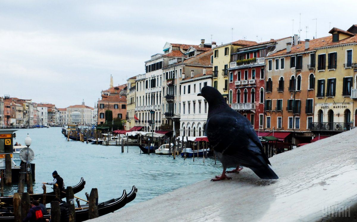 Сміття на вулицях Венеції сприяє збільшенню різних паразитів, чайок і голубів